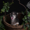 Photographie de chien dunkerque coudekerque branche